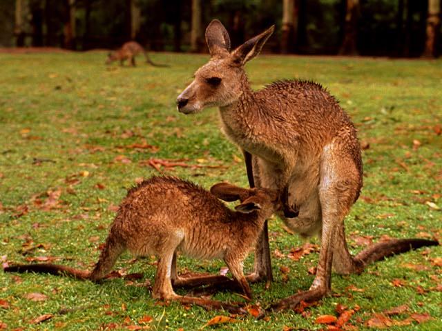 kangaroo01.jpg