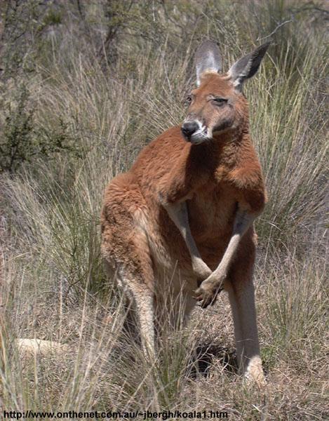 kangaroo02.jpg