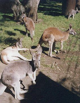 kangaroo03.jpg