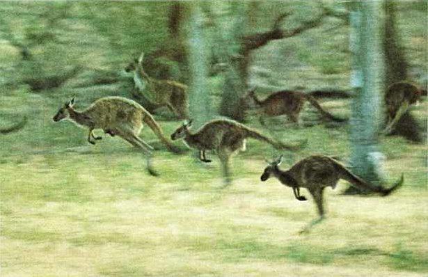 kangaroo03-Pack runs.jpg