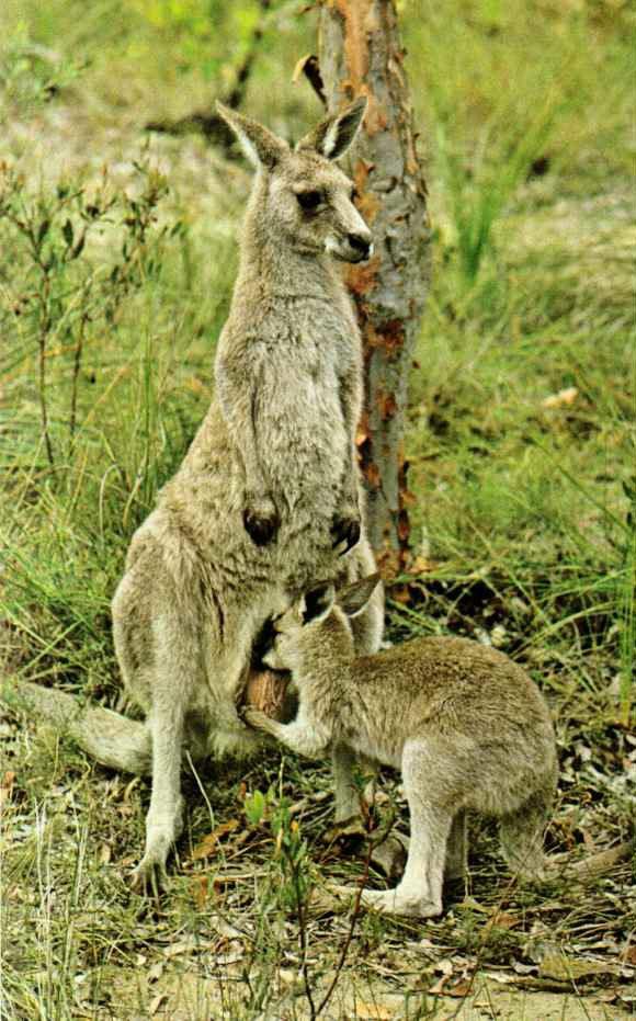 kangaroo04-Mom nursing young.JPG