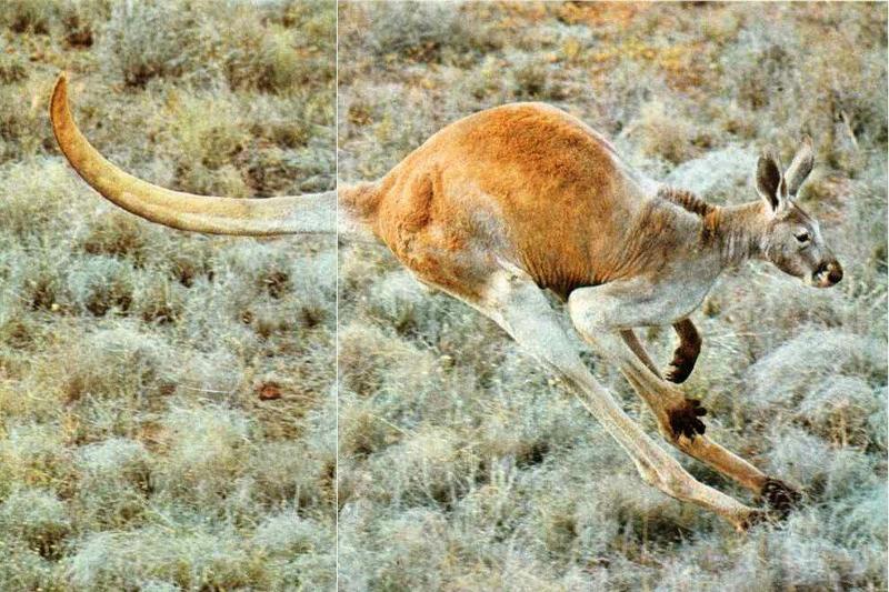 kangaroo05-Jumping flight.jpg