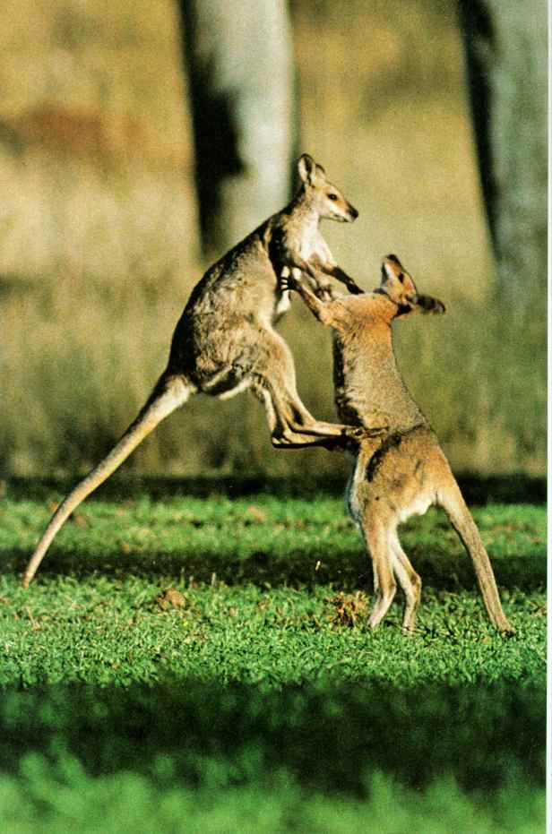 kangaroo06-Fighting-Jumping Kick.JPG