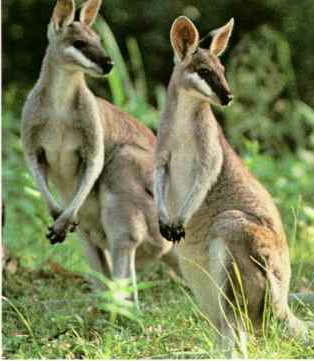 kangaroo07-Pair-Looks back.jpg