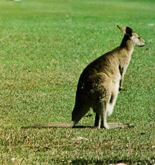 kangaroo08-Standing on grass-Rear View.jpg