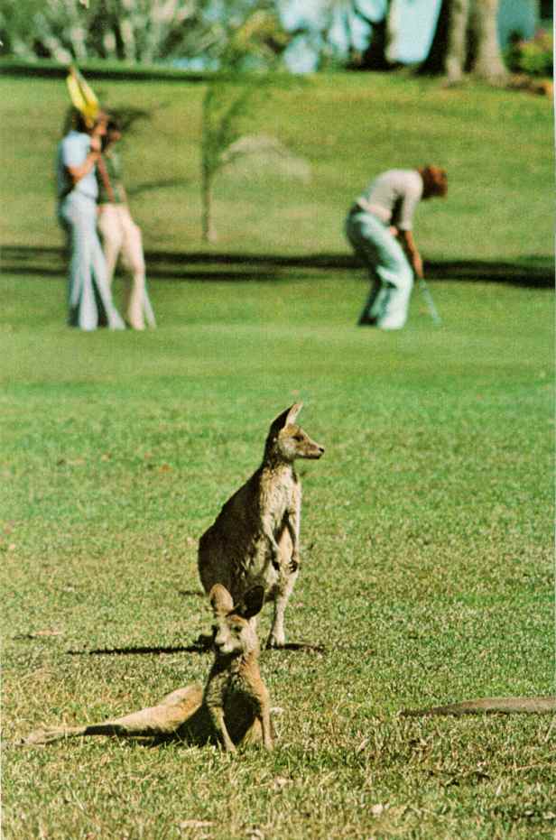 kangaroo09-Pair-Relaxing on golf field.JPG