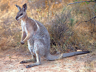 kangaroo10-Standing at bush edge.jpg