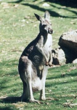 Kangaroo-dunder.jpg