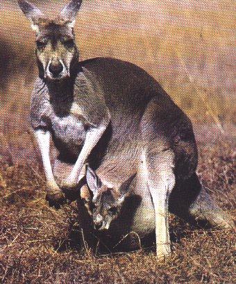 kangaroos-Baby In Pocket.jpg
