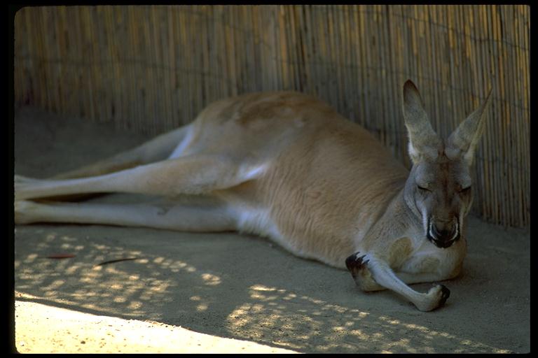 Kangaroo-Sleepy In Shadow.jpg