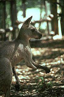 SDZ 0156-Kangaroo.jpg