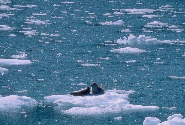 15530059-two seals-on Iceberg.jpg