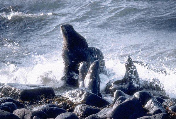 15530064-Seals-Mom and three Young.jpg