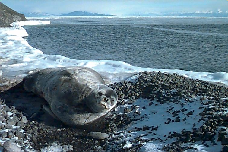 Antarctic Seal-Lying Down-On Snowy Seashore.jpg