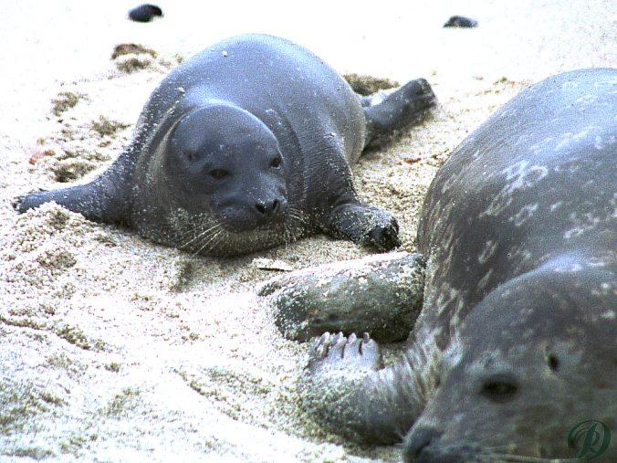 BabySeal166-with mom on sand beach.jpg