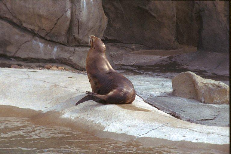 Seal01-Denver Zoo.jpg