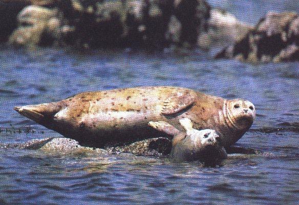 Seal-Mom and Baby-On Rock.jpg