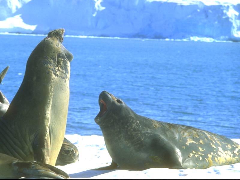 seals0.jpg