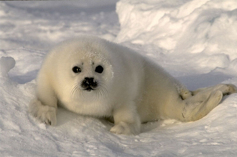 White Baby Seal 041078b-On Snow.jpg