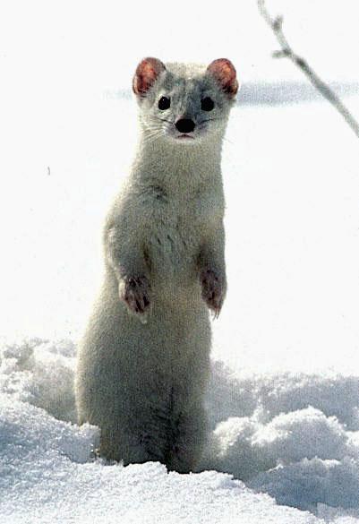 White Weasel 00-Standing on Snow.jpg