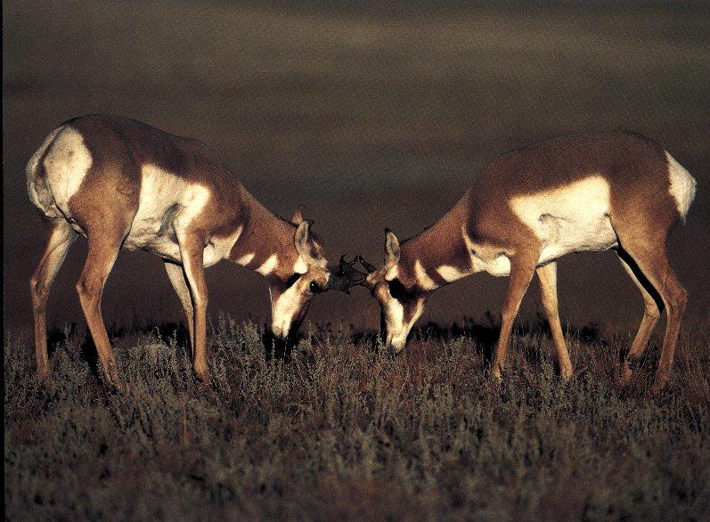 Pronghorn Antelopes-Competing.jpg