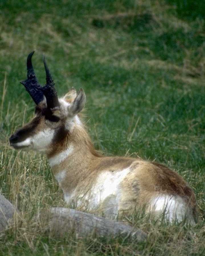 animalwild029-Pronghorn Antelope-Sitting on grass.jpg