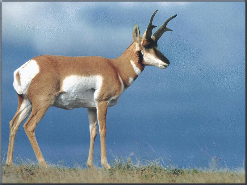 Hert05-Pronghorn Antelope-Standing on plain-Closeup.jpg