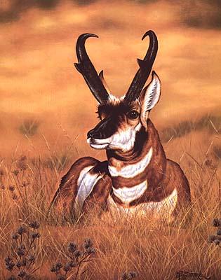 laylow4-Pronghorn Antelope.jpg