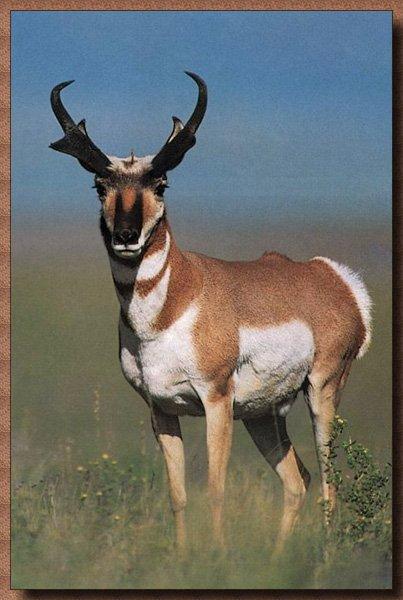 Pronghorn Antelope 03.jpg