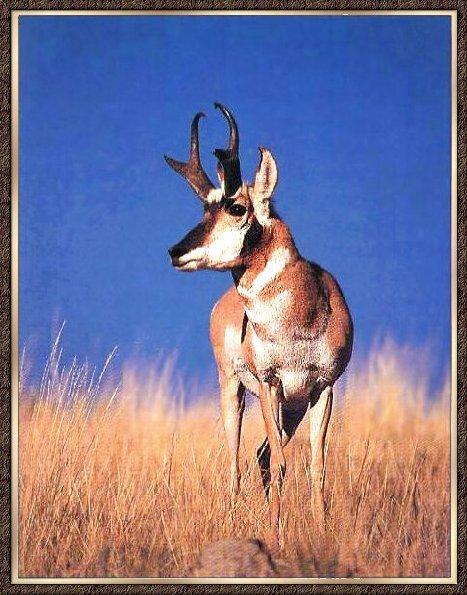 Pronghorn Antelope 04-Autumn Grass-Alone.jpg