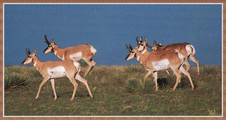 Pronghorn Antelope 05.jpg