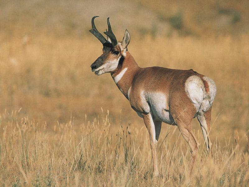 Pronghorn Antelope 12-Autumn Field.jpg