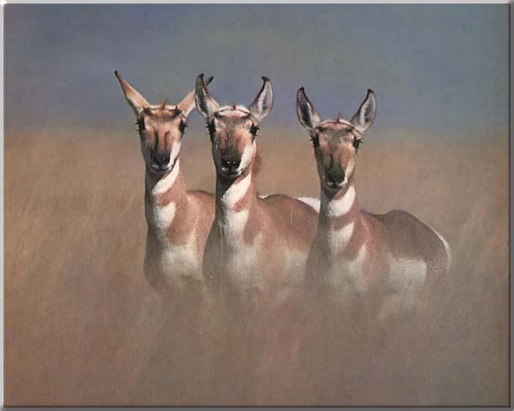 Pronghorn Antelope 18-3 Females-Line up.JPG