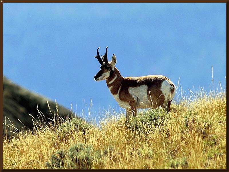 Pronghorn Antelope 41036-On Hill.jpg