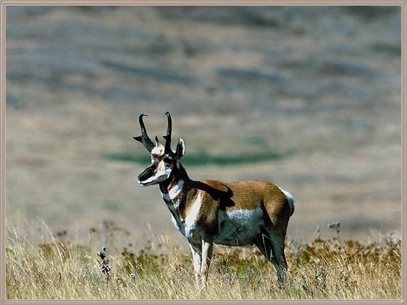 Pronghorn Antelope 41038-Standing on plain.jpg