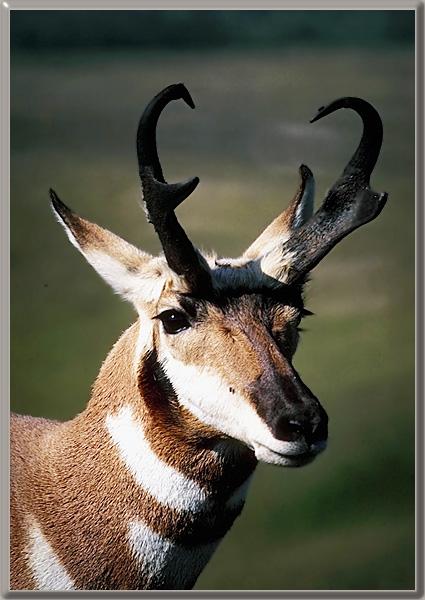 Pronghorn Antelope 41039-Face Closeup.jpg