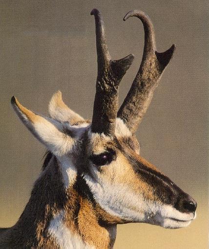 Pronghorn Antelope Face Closeup.jpg