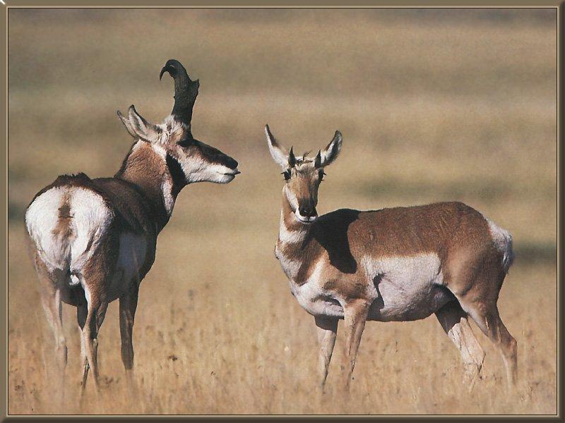 Pronghorn Antelopes 00.jpg