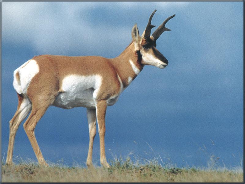 Pronhorn Antelope 08.jpg