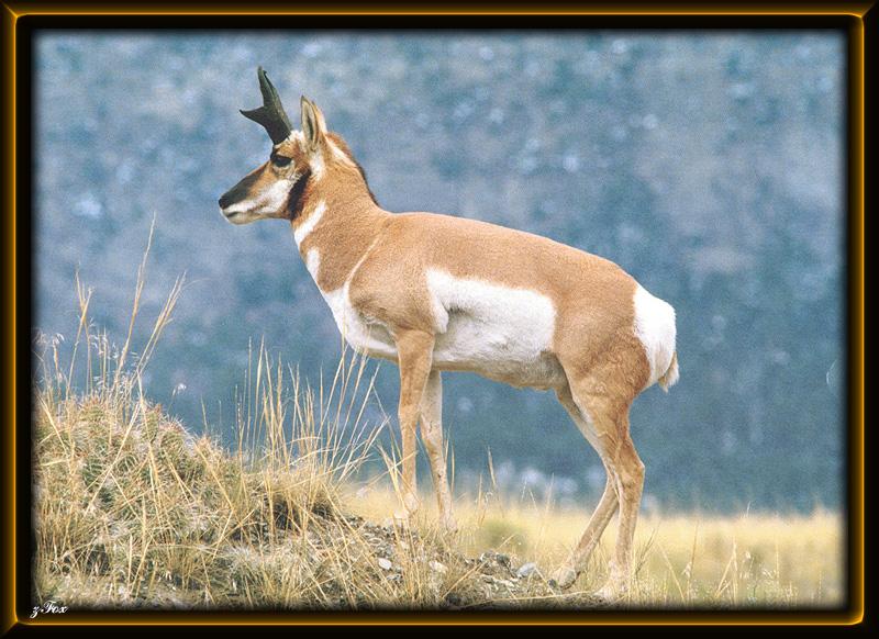 zfox wildlife 02 07 pronghorn antelope.jpg