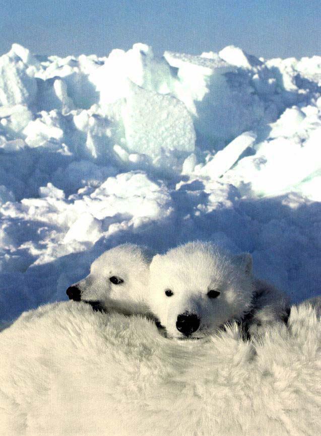 Polar Bear Cubs 01-On Mom.jpg