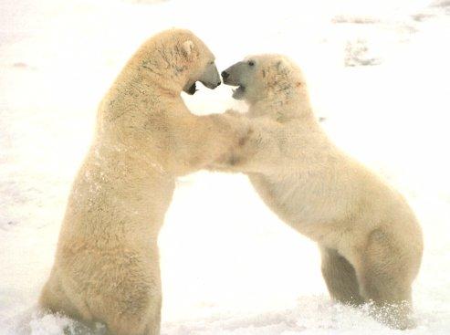 Polar Bears 04.jpg