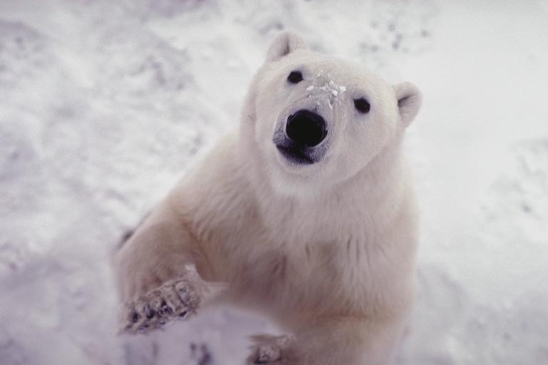 400038-Polar Bear.jpg
