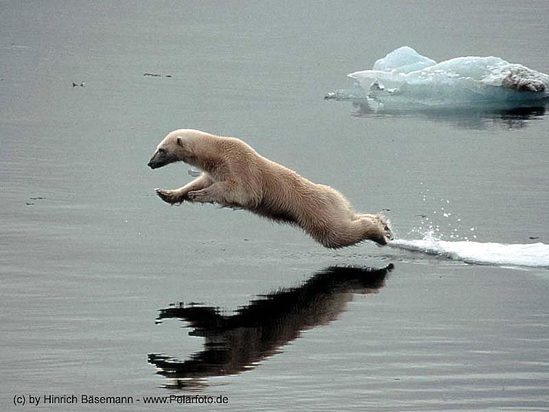 arctic series - wildlife 02.jpg