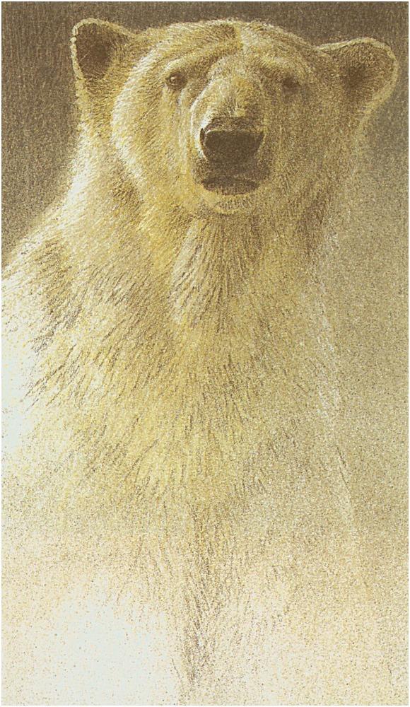Bateman - Polar Bear Portrait 1992 zw.jpg
