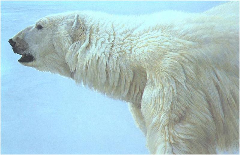 Bateman - Polar Bear Profile 1976 zw.jpg