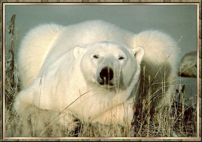 Bear bb001- Polar Bear-sitting on grass.jpg