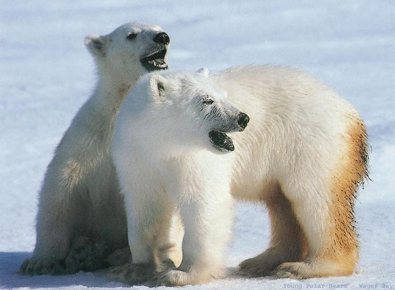 BW Donna Barnett-Young Polar Bears.jpg