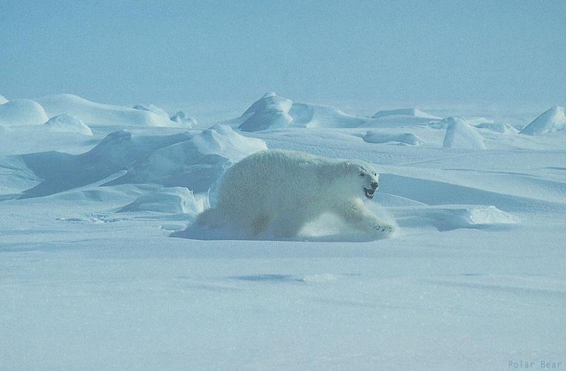 BW Wolfgang Weber-Polar Bear.jpg