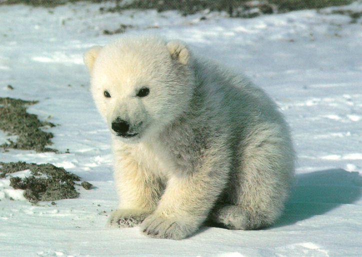 Cute-Polar Bear-Cub-Sitting On Snow.jpg